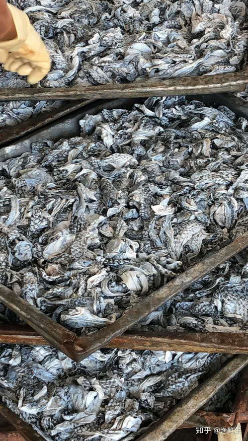 禁食野生動物背景下餐飲業的結構性變革與美食加盟新機遇